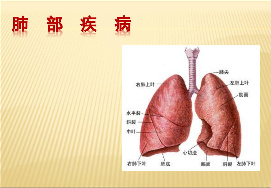 肺部疾病.ppt