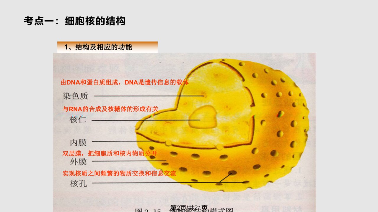 细胞核系统的控制中心件