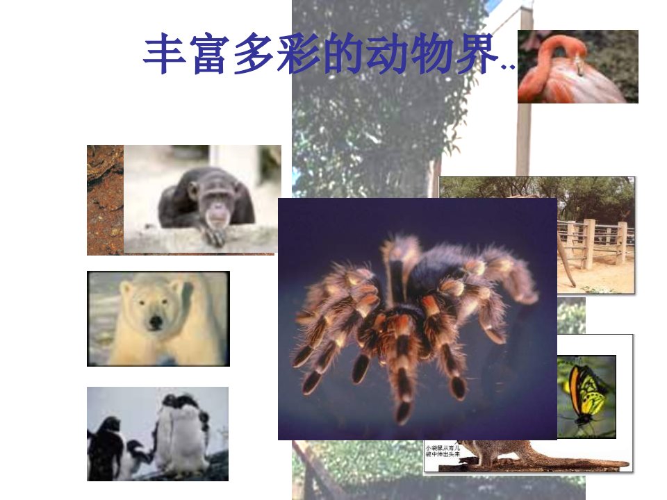 七年级科学常见的动物ppt课件