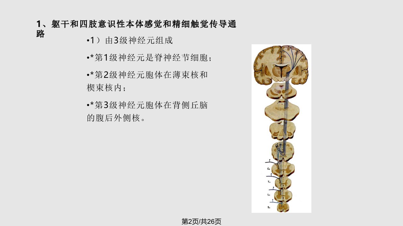 系统解剖学课件25