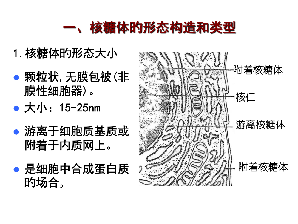 一核糖体形态结构和类型