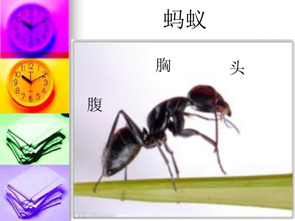 运馅饼-课件（ppt·精·选）