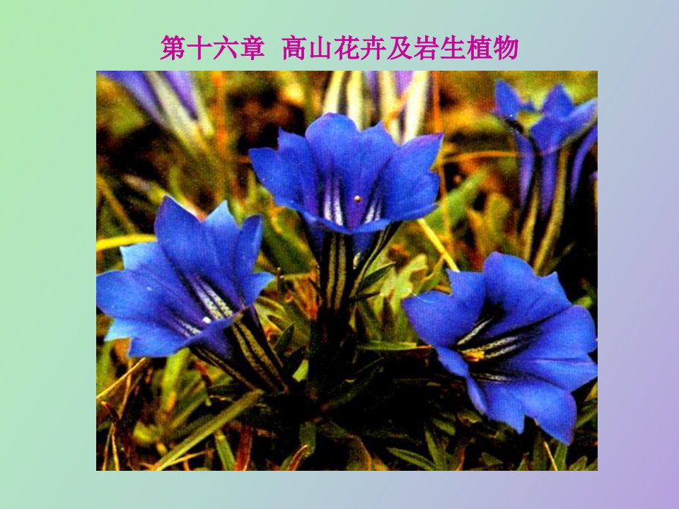 花卉学课件-高山花卉及岩生花卉