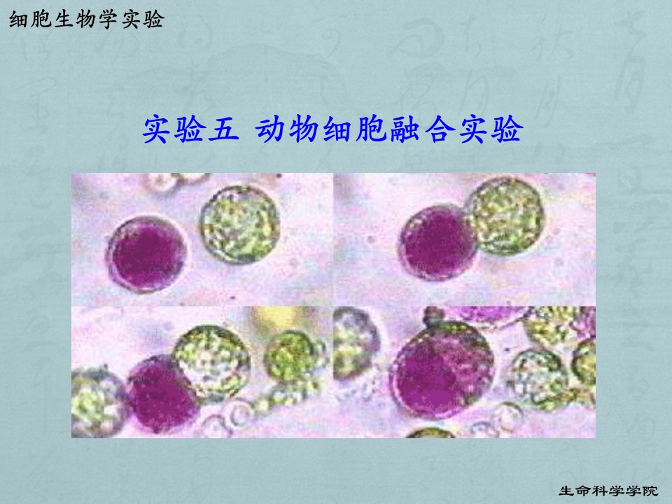 实验5动物细胞融合实验