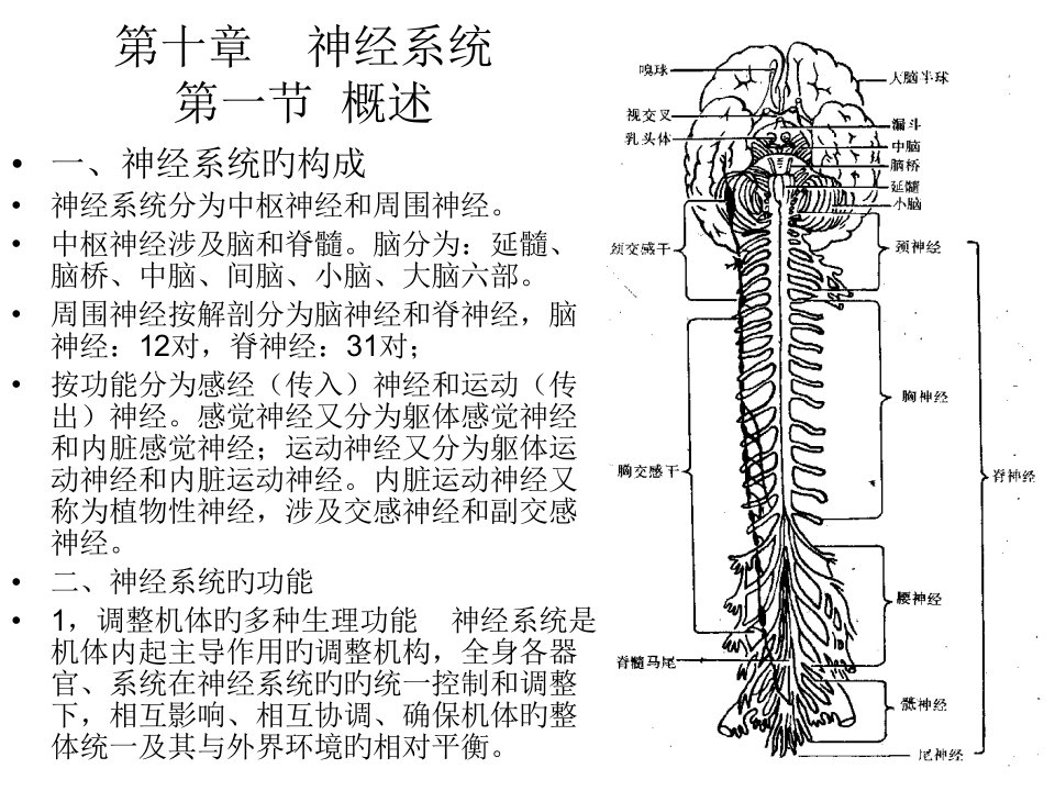 七年级生物神经系统的组成6市公开课获奖课件省名师示范课获奖课件