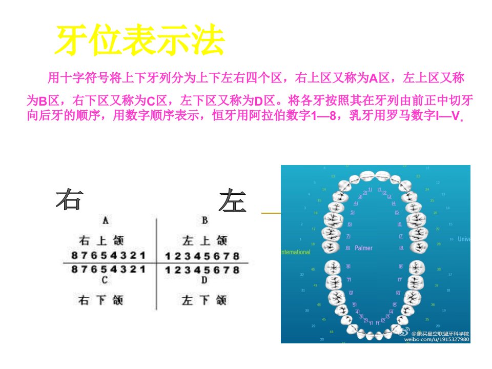 牙位表示法-乳牙数字