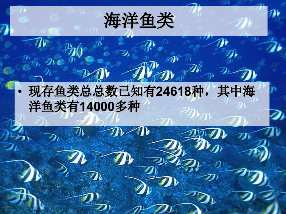 海洋鱼类生物多样性资料