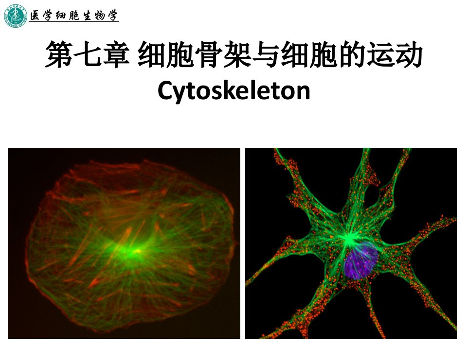 细胞骨架与细胞的运动