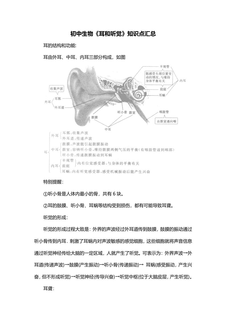 初中生物耳和听觉知识点汇总