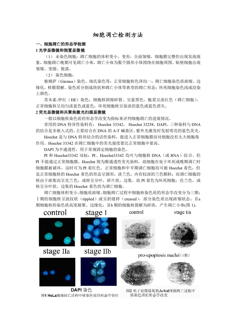 细胞凋亡检测方法