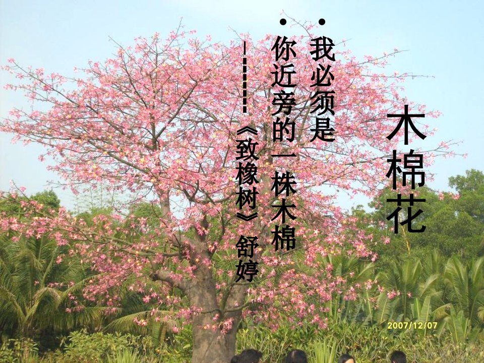 木棉花介绍