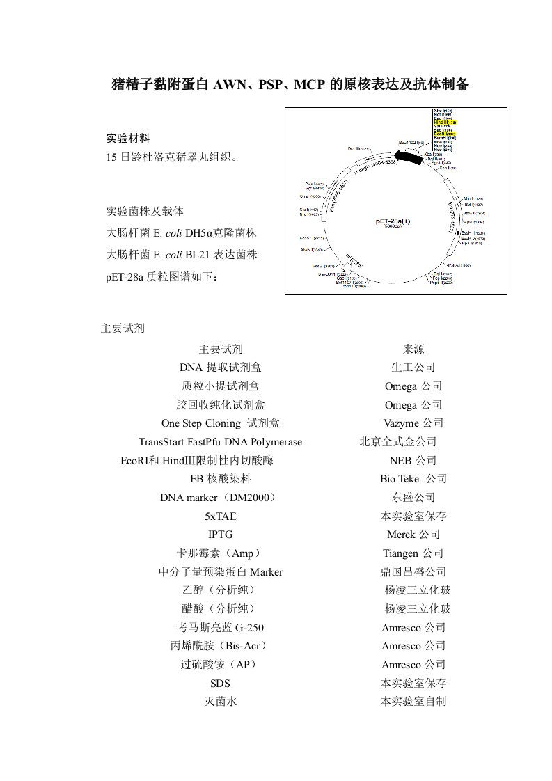 原核表达及抗体制备