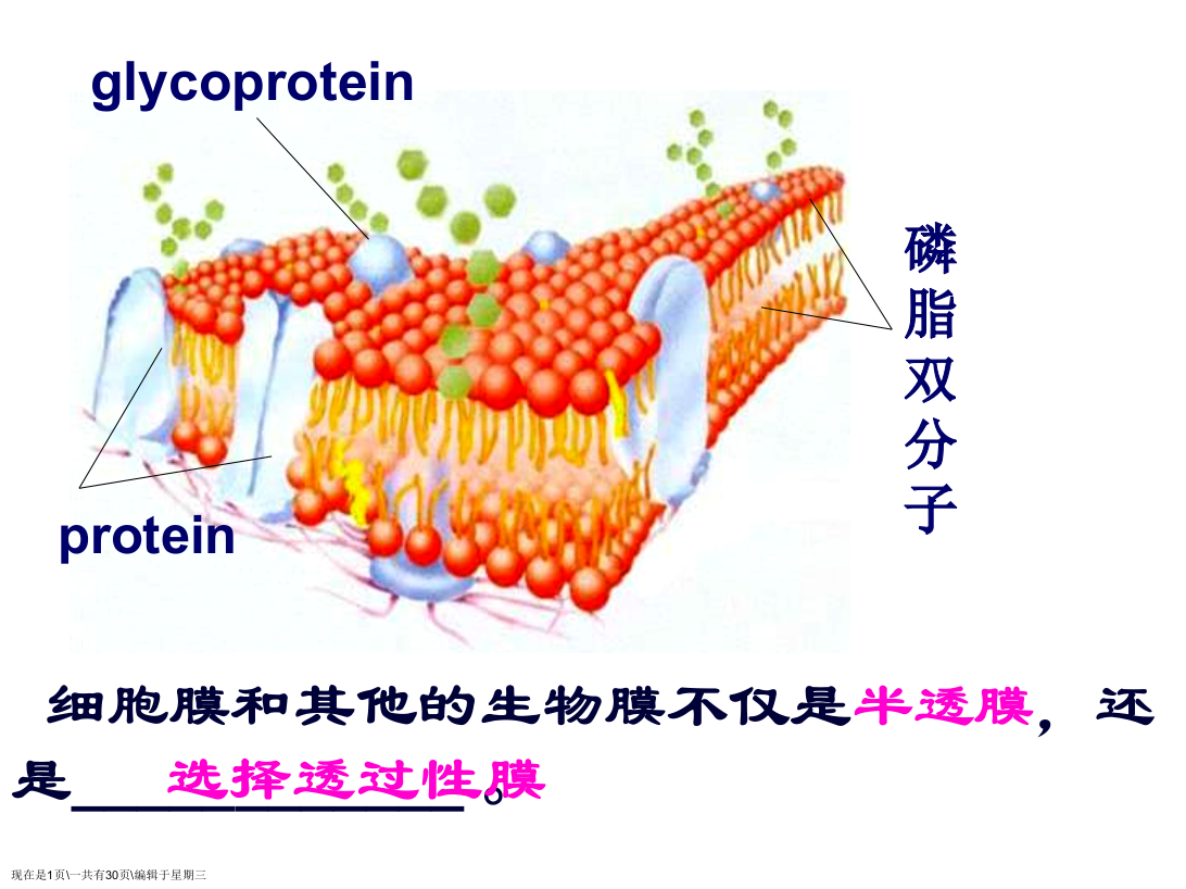 生物物质跨膜运输的方式L