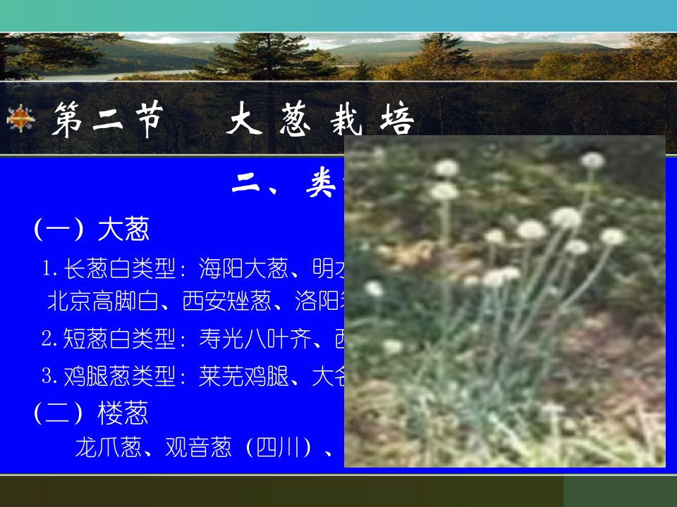 大葱栽培-课件（PPT·精·选）