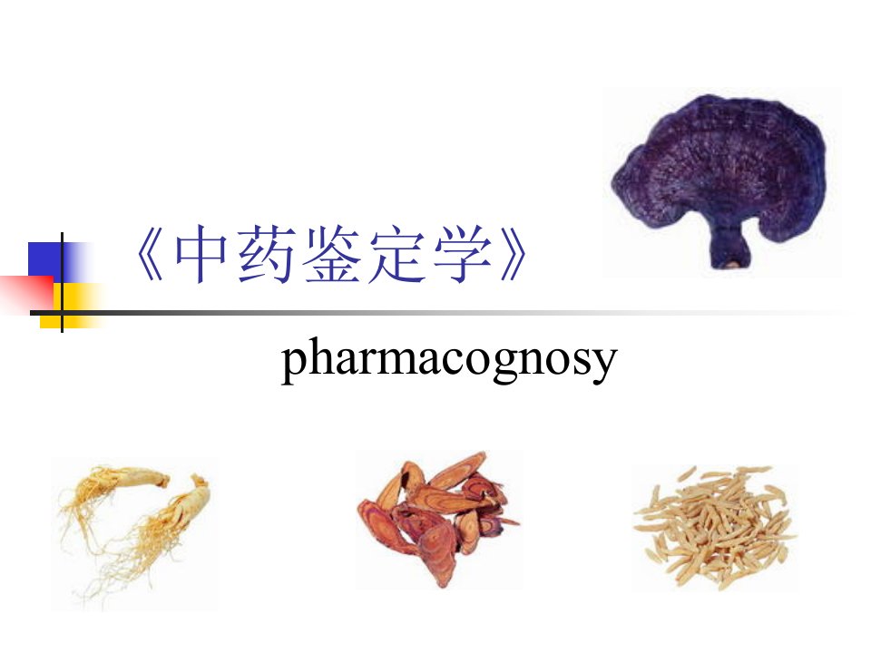 《中药鉴定学2》PPT课件