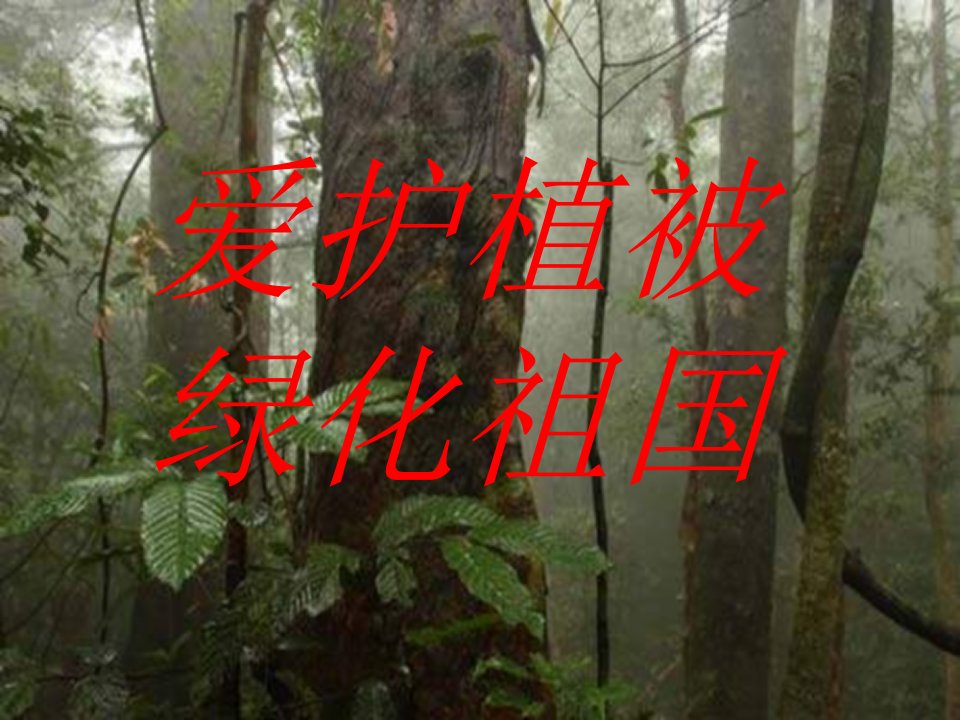 九年级生物爱护植被，绿化祖国