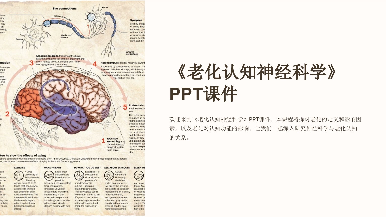 《老化认知神经科学》课件