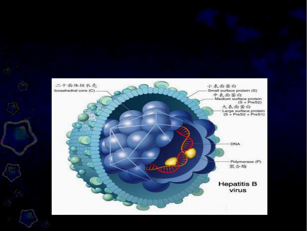 医学专题乙型肝炎母婴阻断新理念