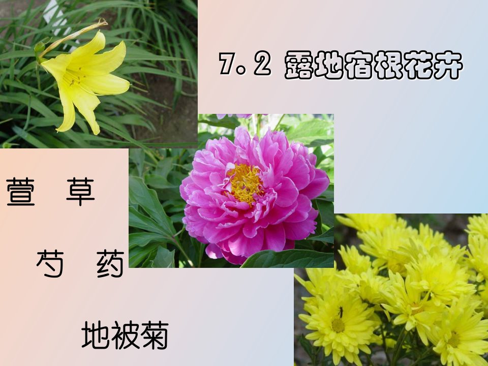 牡丹芍药栽培