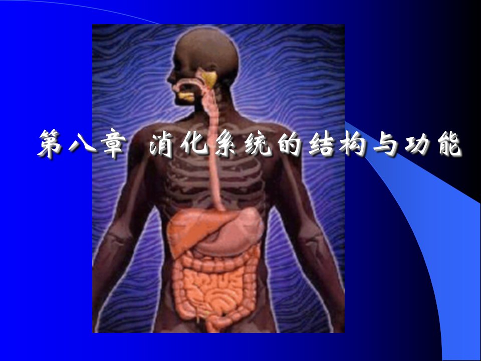 解剖生理学第八章消化系统的结构和功能