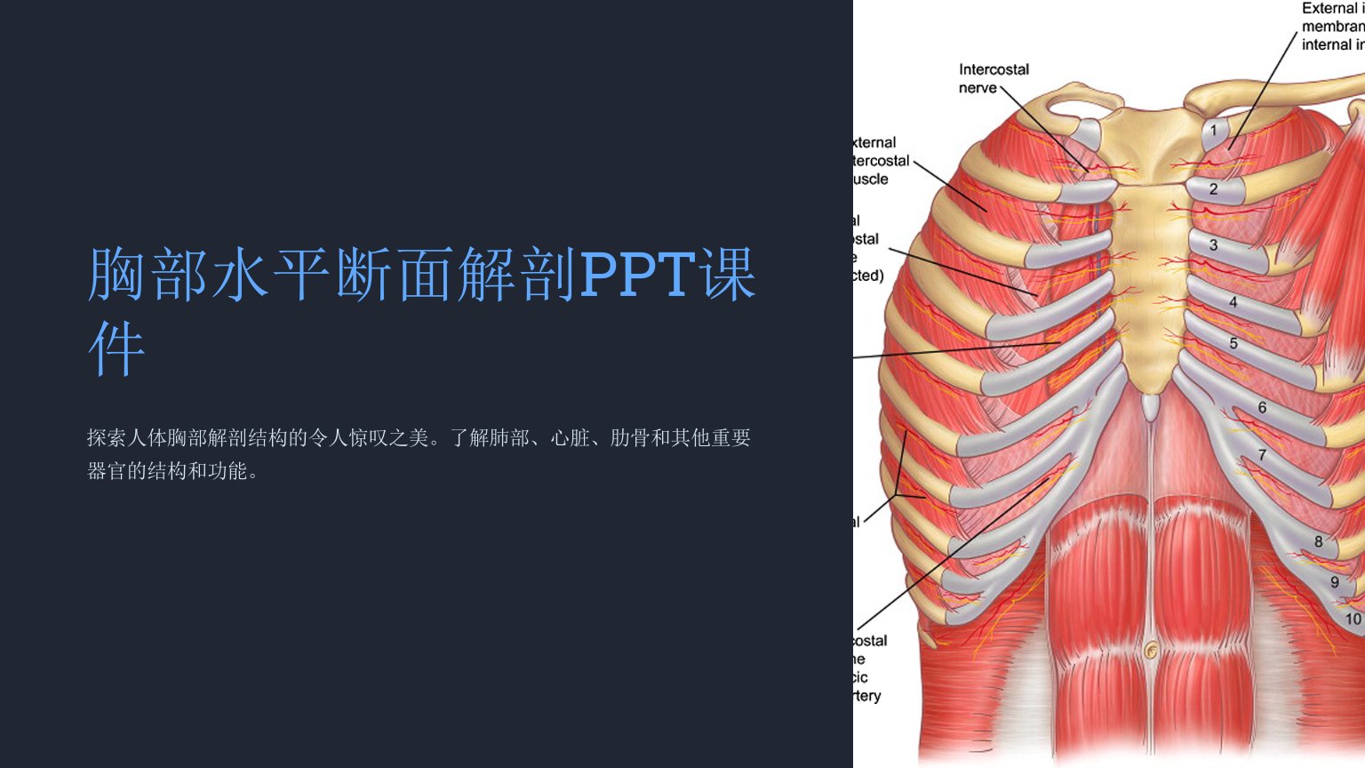 胸部水平断面解剖课件