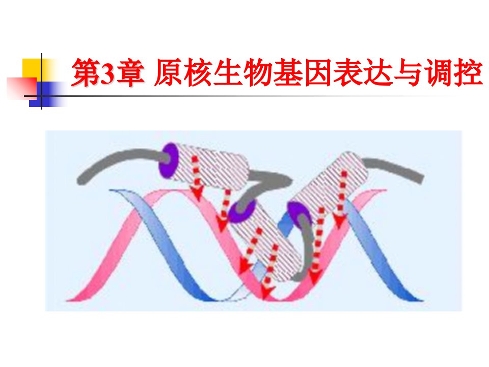 原核生物基因表达与调控