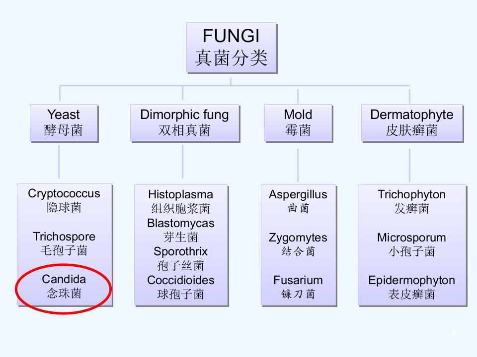 念珠菌血流感染PPT课件