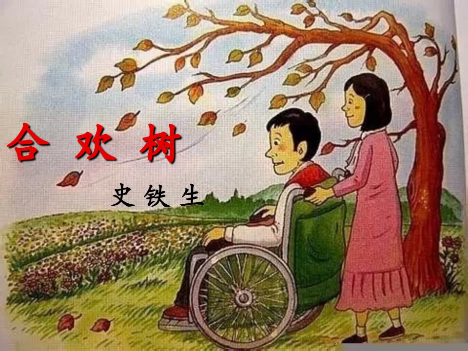 《合欢树》全新ppt课件