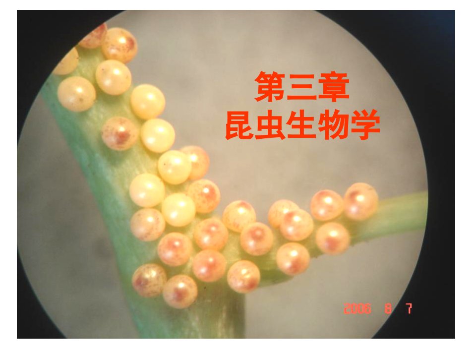 园林植物昆虫学第三章-园林昆虫生物学课件