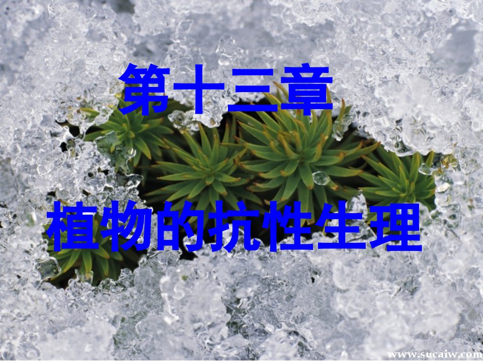 植物生理学ppt课件