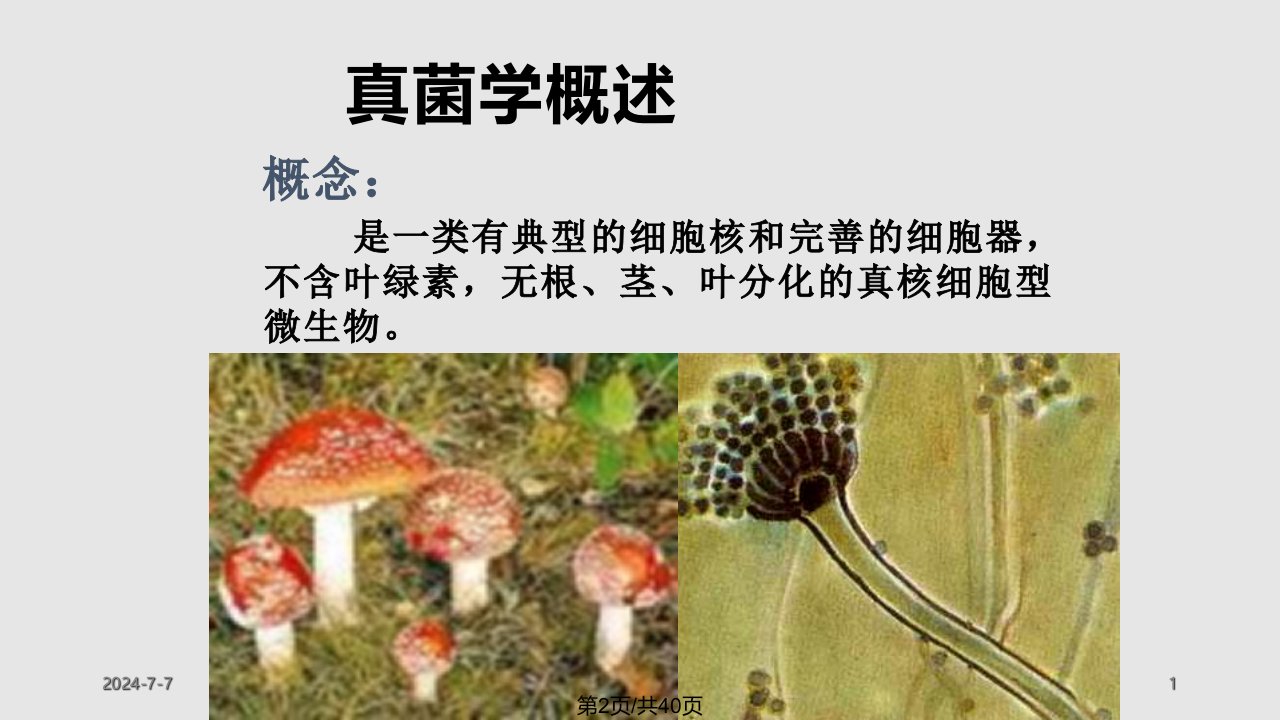 白假丝酵母菌