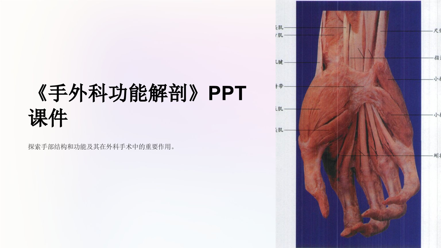 《手外科功能解剖》课件