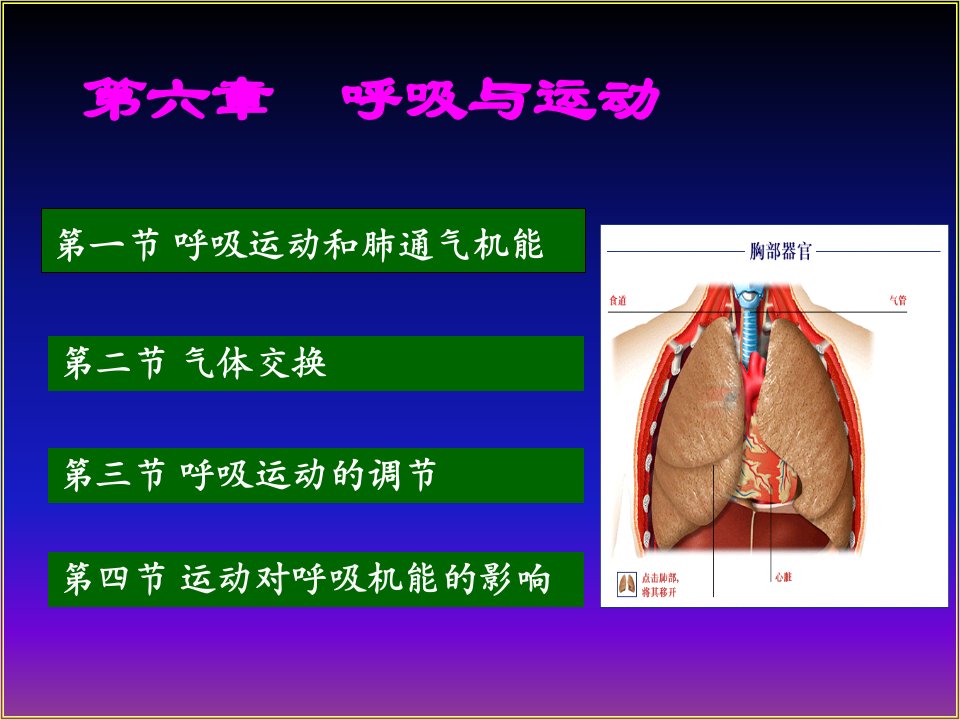 运动生理学6-呼吸幻灯片