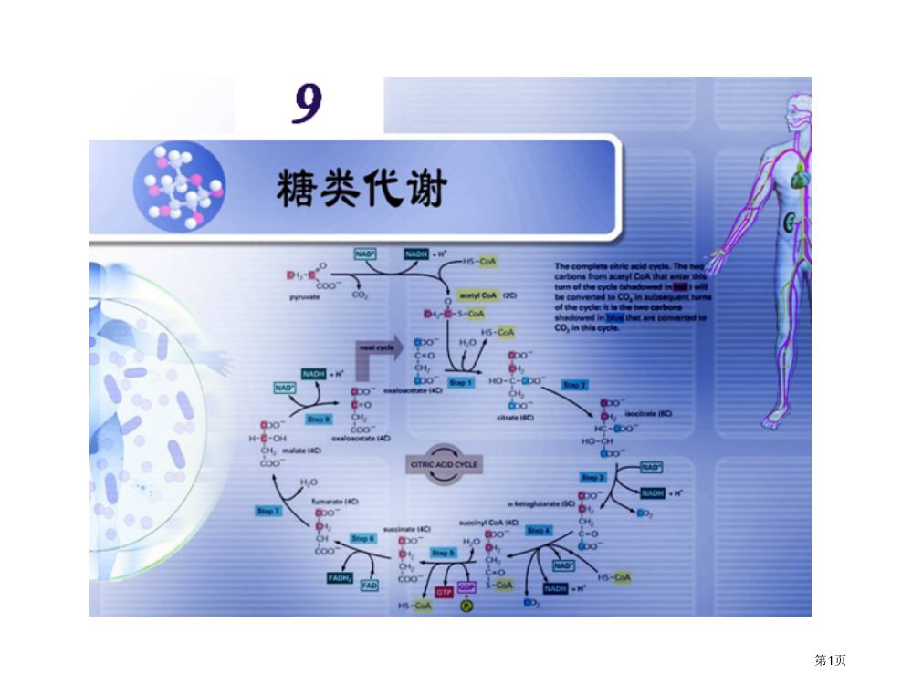 生物化学-9-糖类代谢省公开课一等奖全国示范课微课金奖PPT课件