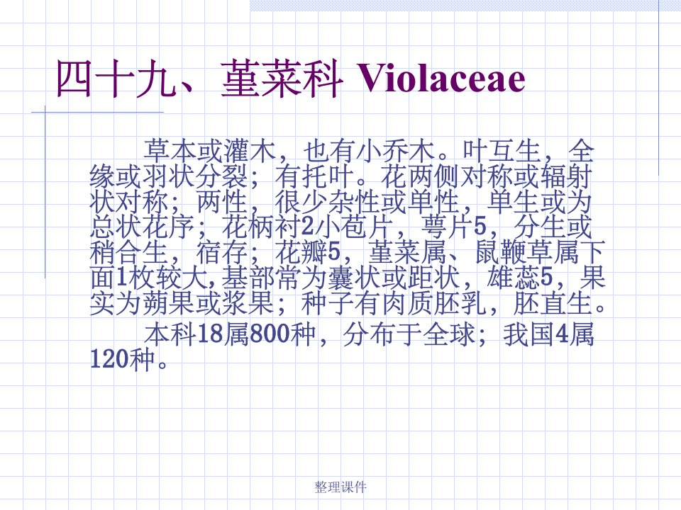 《堇菜科violacea》