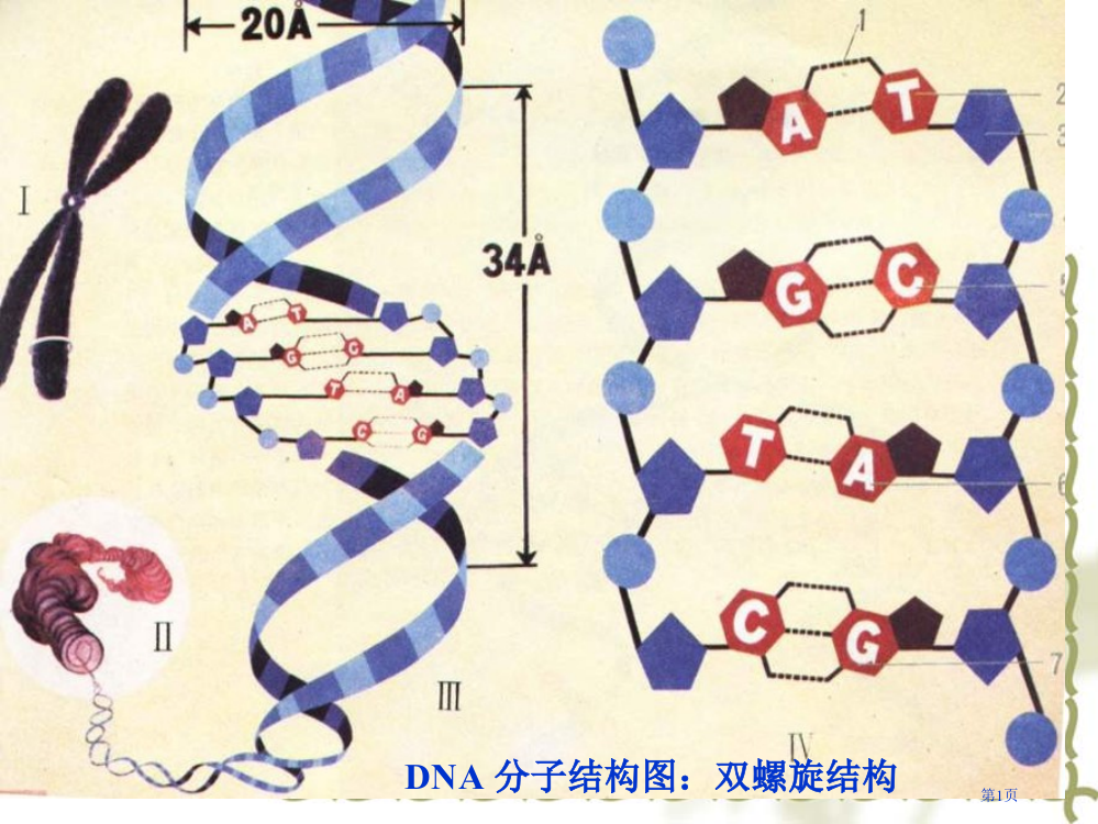 高一生物必修1第二章第三节课件-PowerPoint-Presentation市公开课一等奖省赛课获