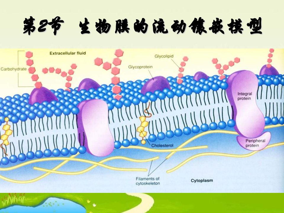 高二生物生物膜的流动镶嵌模型