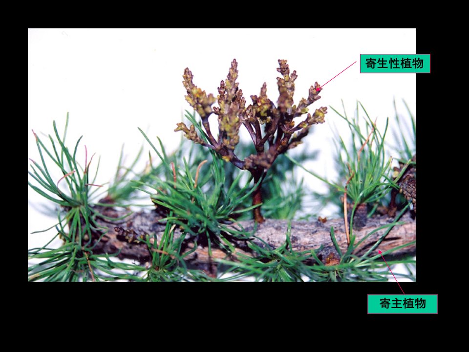 园林植物病理学第三章寄生性种子植物