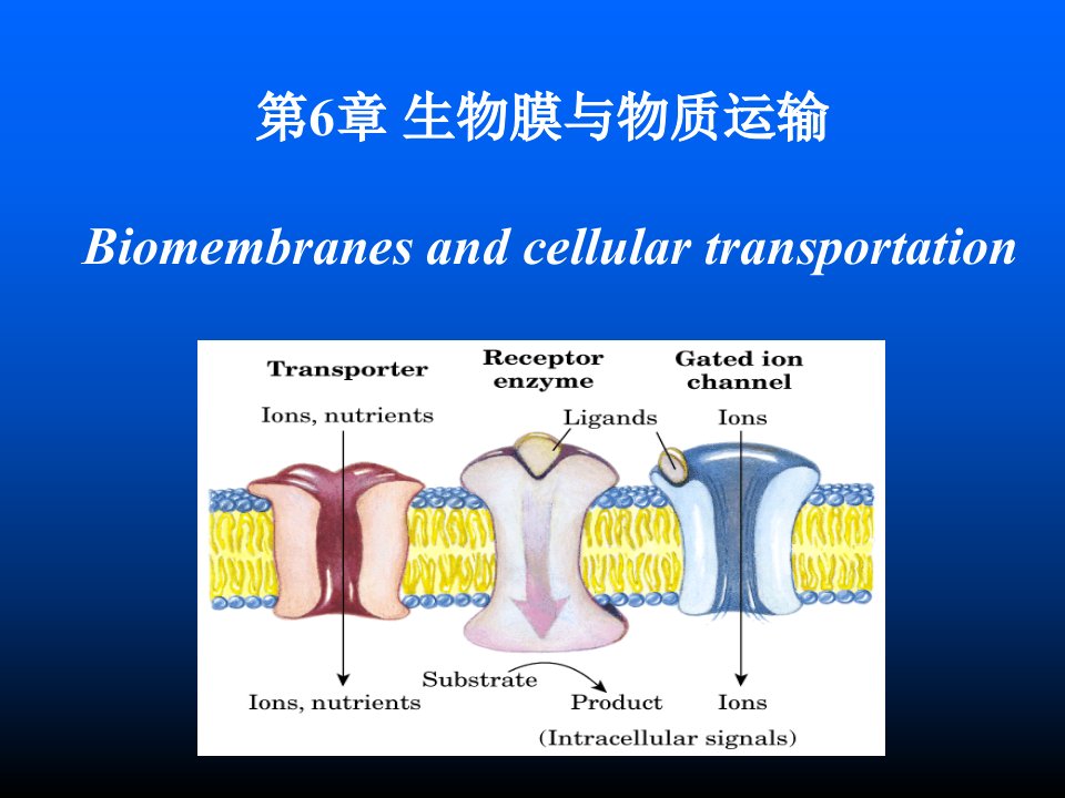 生物膜与物质运输