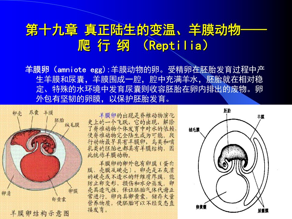 动物生物学课件24西北大学