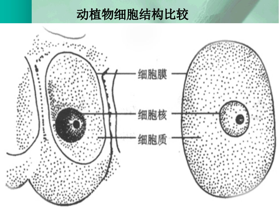 细胞核和细胞器