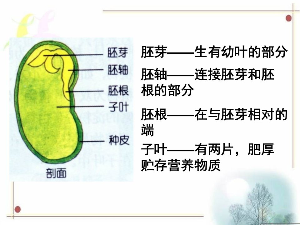 菜豆种子和玉米种子的基本结构