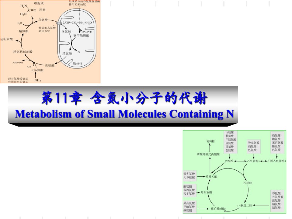 动物生物化学11含氮小分子的代谢