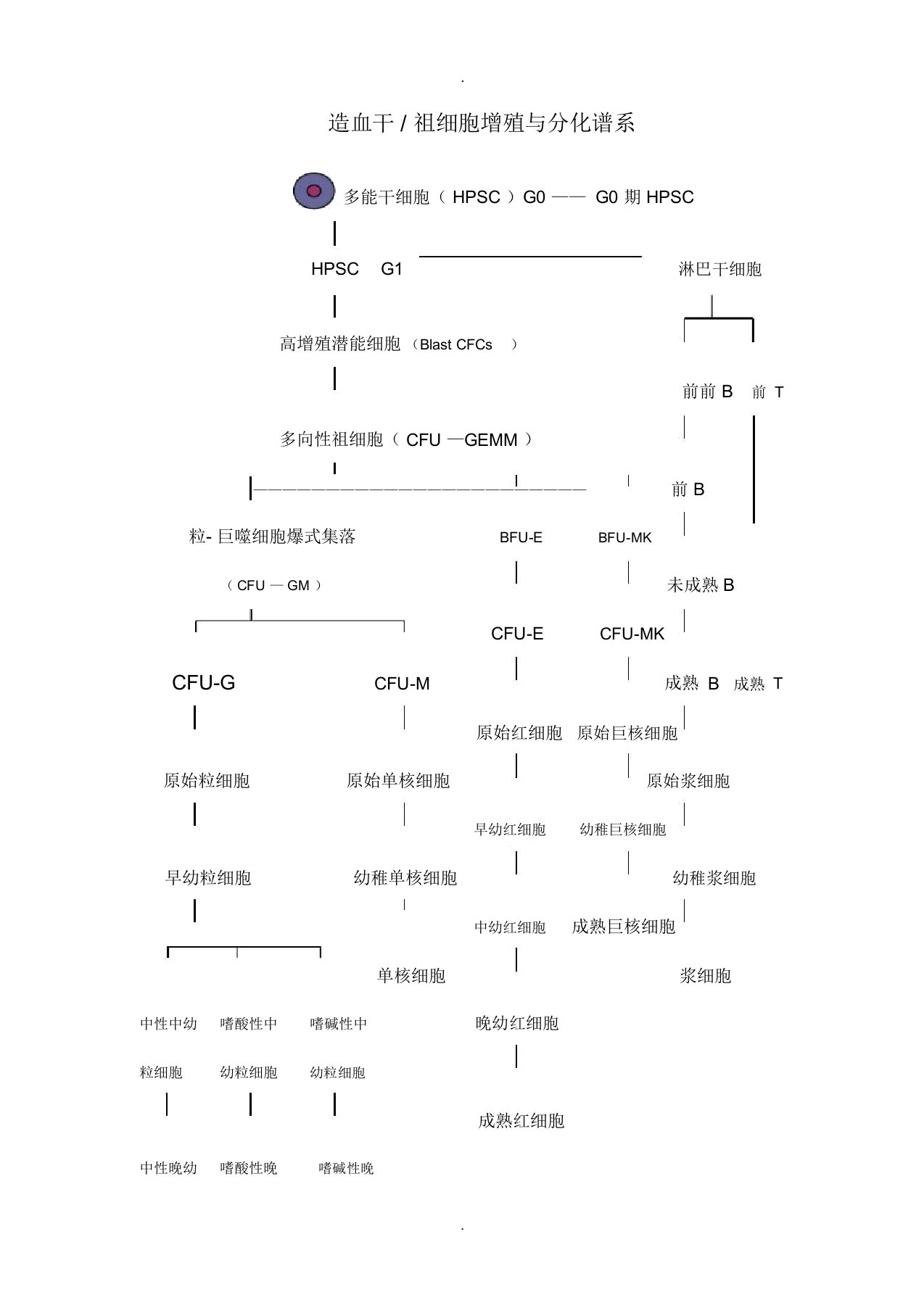 造血干细胞分化图