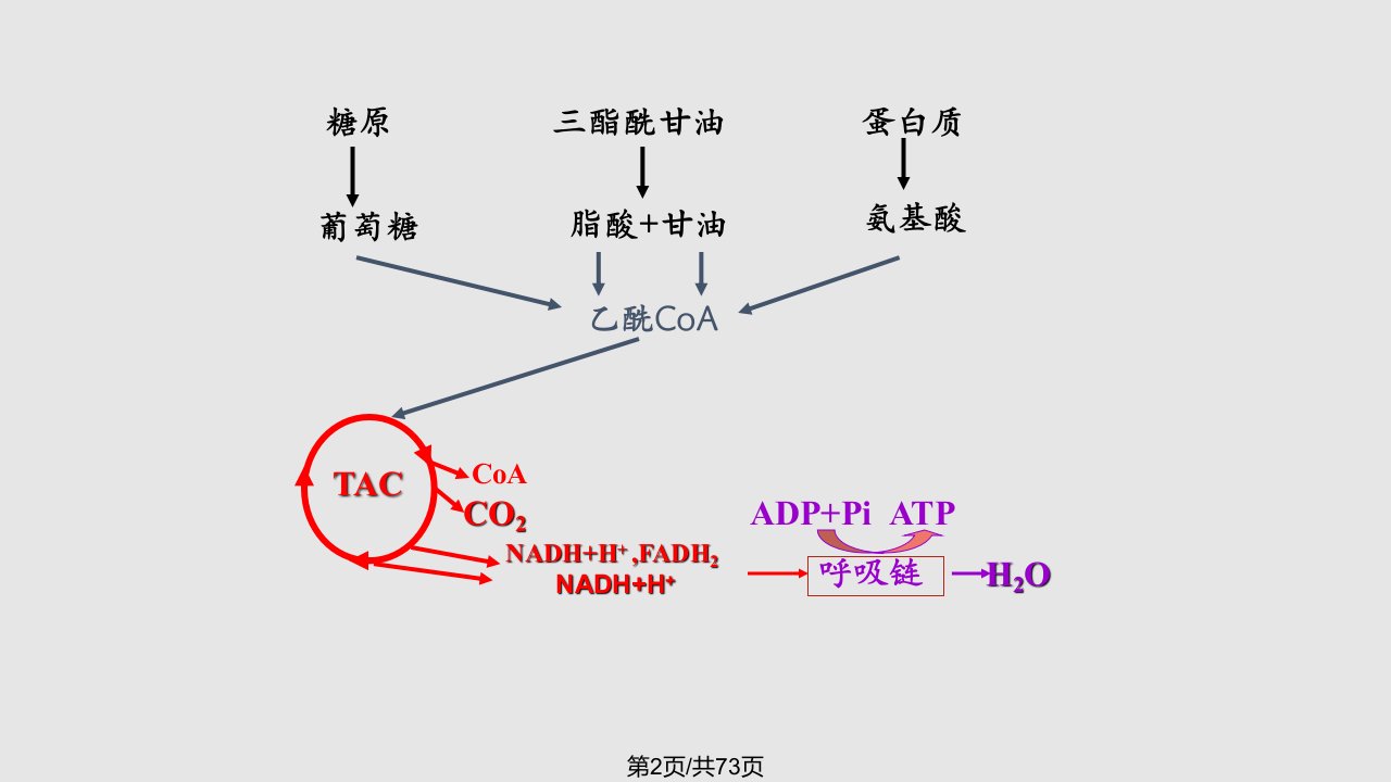 生物氧化2学习