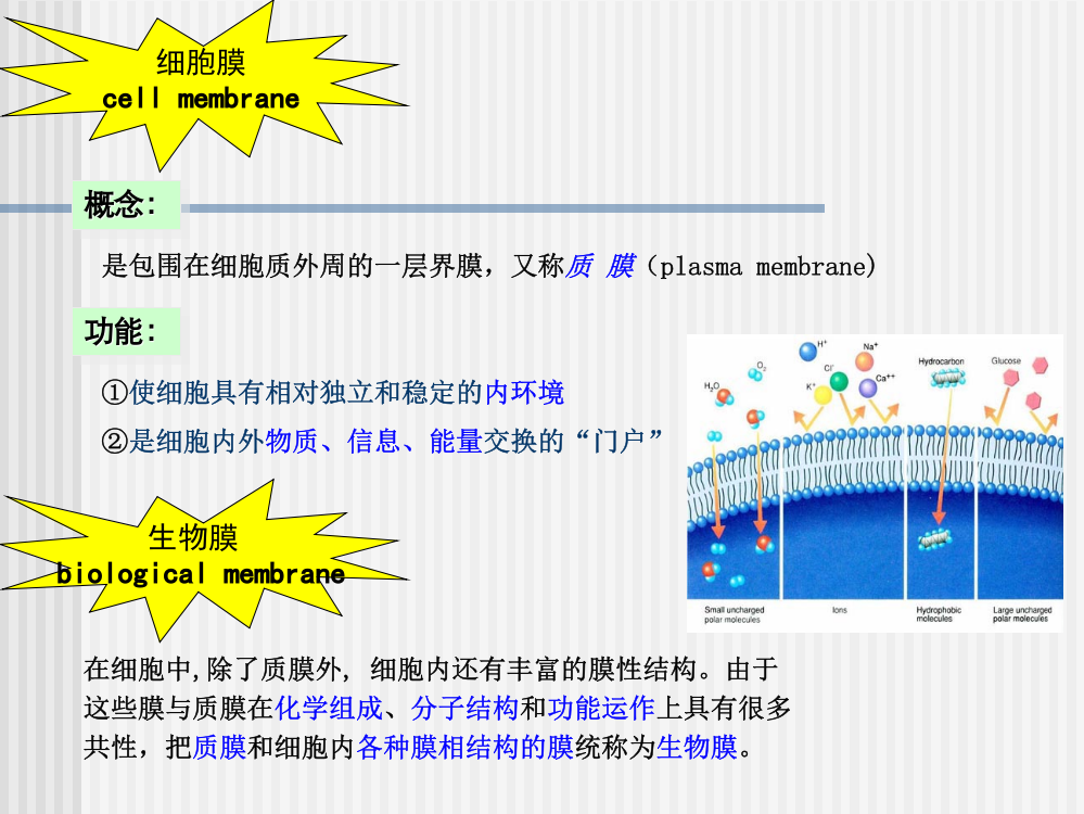 细胞膜及跨膜运输