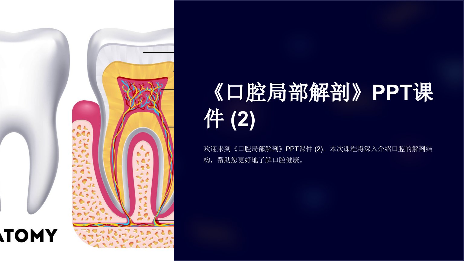 《口腔局部解剖》课件