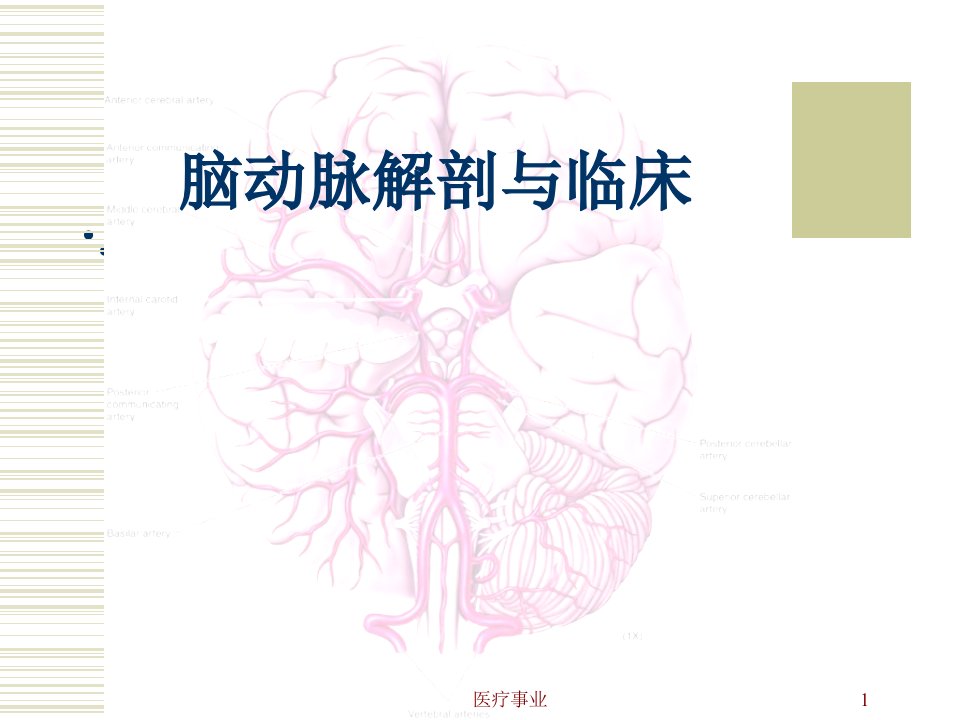 脑动脉解剖与临床医术材料