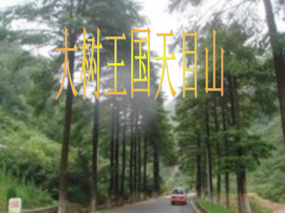 《大树王国天目山》PPT课件