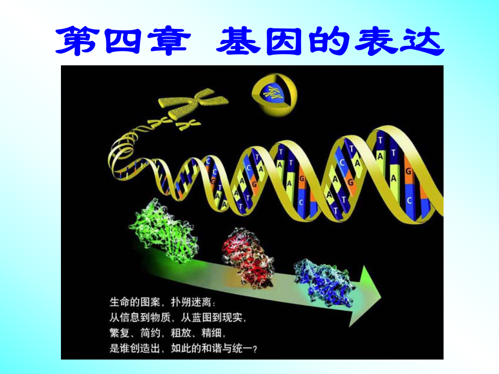 第四章-基因的表达-第一节基因指导蛋白质的合成